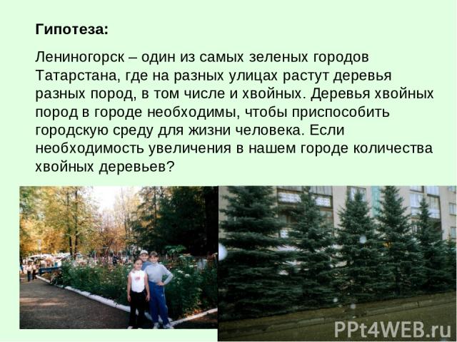 Гипотеза: Лениногорск – один из самых зеленых городов Татарстана, где на разных улицах растут деревья разных пород, в том числе и хвойных. Деревья хвойных пород в городе необходимы, чтобы приспособить городскую среду для жизни человека. Если необход…