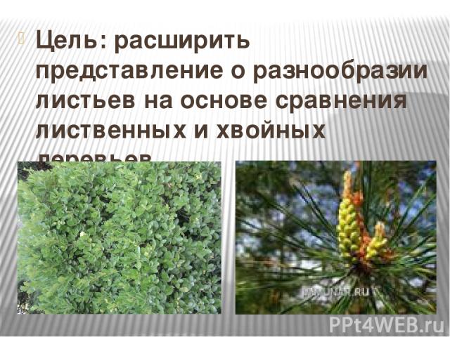 Цель: расширить представление о разнообразии листьев на основе сравнения лиственных и хвойных деревьев