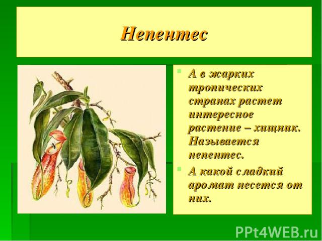 Непентес А в жарких тропических странах растет интересное растение – хищник. Называется непентес. А какой сладкий аромат несется от них.