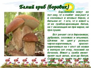 Белый гриб (боровик) Боровиками зовут их потому, что любят они расти в сосновых