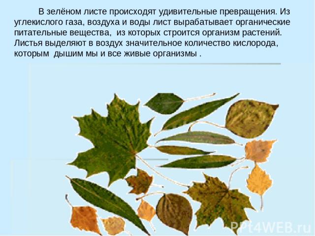В зелёном листе происходят удивительные превращения. Из углекислого газа, воздуха и воды лист вырабатывает органические питательные вещества, из которых строится организм растений. Листья выделяют в воздух значительное количество кислорода, которым …