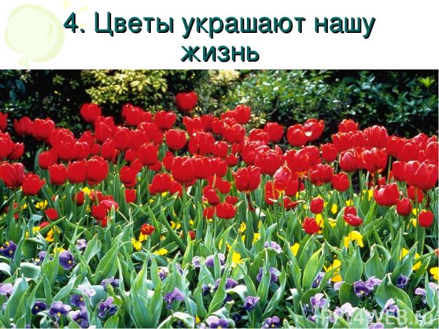 4. Цветы украшают нашу жизнь
