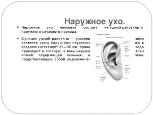 Наружное ухо. Наружное ухо человека состоит из ушной раковины и наружного слухов