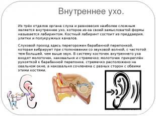 Внутреннее ухо. Из трёх отделов органа слуха и равновесия наиболее сложным являе