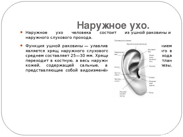 Наружное ухо. Наружное ухо человека состоит из ушной раковины и наружного слухового прохода. Функция ушной раковины — улавливать звуки; её продолжением является хрящ наружного слухового прохода, длина которого в среднем составляет 25—30 мм. Хрящевая…