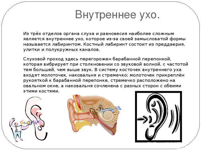 Внутреннее ухо. Из трёх отделов органа слуха и равновесия наиболее сложным является внутреннее ухо, которое из-за своей замысловатой формы называется лабиринтом. Костный лабиринт состоит из преддверия, улитки и полукружных каналов. Слуховой проход з…