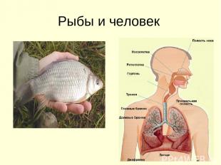 Рыбы и человек