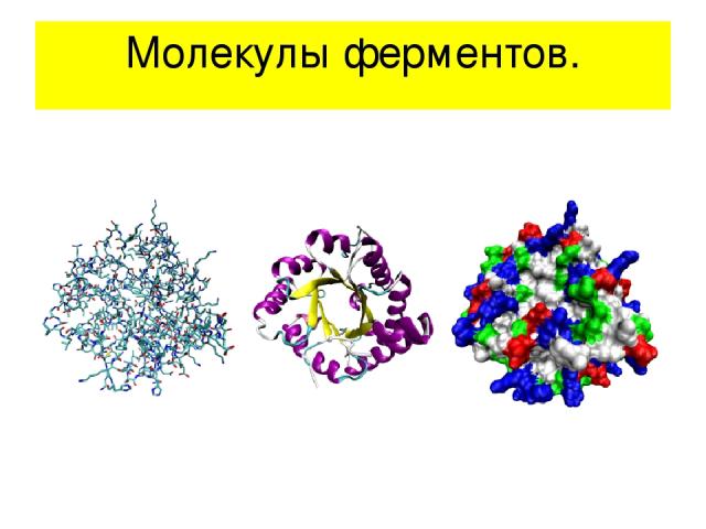 Молекулы ферментов.