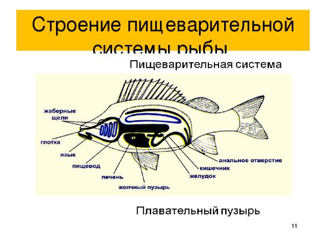 Строение пищеварительной системы рыбы.