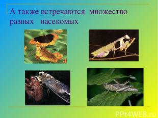 А также встречаются множество разных насекомых