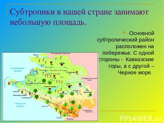 Субтропики в нашей стране занимают небольшую площадь. Основной субтропический район расположен на побережье. С одной стороны - Кавказские горы, а с другой – Черное море.