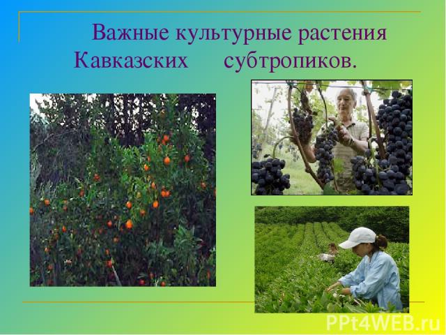 Важные культурные растения Кавказских субтропиков.