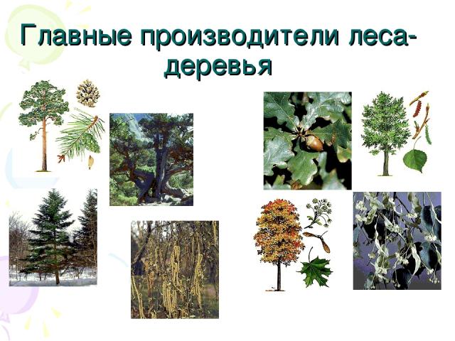 Главные производители леса- деревья