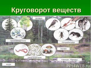 Круговорот веществ