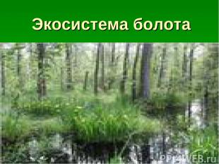 Экосистема болота