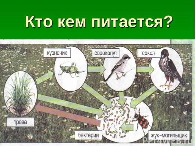 Кто кем питается?