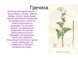 Гречиха Ботаническая родина гречихи – наша страна, а точнее – Южная Сибирь, Алта