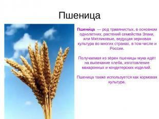 Пшеница Пшени ца  — род травянистых, в основном однолетних, растений семейства З
