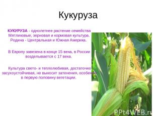 Кукуруза КУКУРУЗА - однолетнее растение семейства Мятликовые, зерновая и кормова