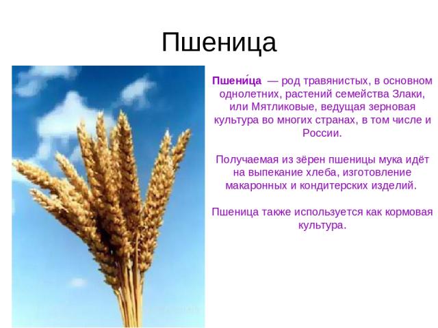 Пшеница Пшени ца  — род травянистых, в основном однолетних, растений семейства Злаки, или Мятликовые, ведущая зерновая культура во многих странах, в том числе и России. Получаемая из зёрен пшеницы мука идёт на выпекание хлеба, изготовление макаронны…
