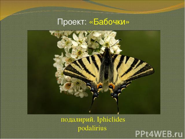 Проект: «Бабочки» подалирий. Iphiclides podalirius * подалирий. Iphiclides podalirius