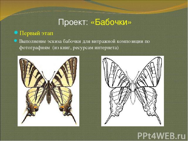 Проект: «Бабочки» * Первый этап Выполнение эскиза бабочки для витражной композиции по фотографиям (из книг, ресурсам интернета)
