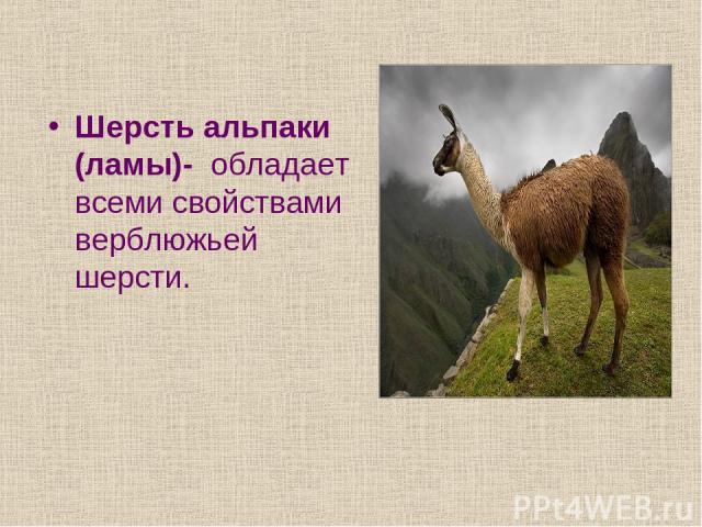 Шерсть альпаки (ламы)- обладает всеми свойствами верблюжьей шерсти.