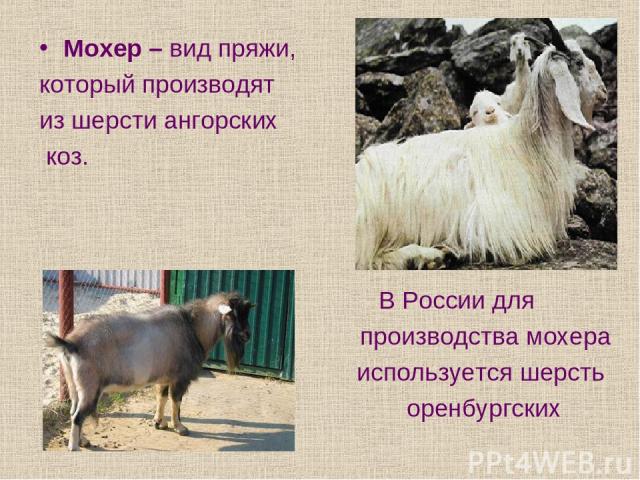 Мохер – вид пряжи, который производят из шерсти ангорских коз. В России для производства мохера используется шерсть оренбургских коз.