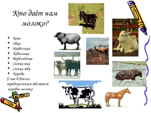 Кто даёт нам молоко? Коза Овца Буйволица Кобылица Верблюдица Самка яка Самка зебу Корова У нас в России традиционным является коровье молоко.