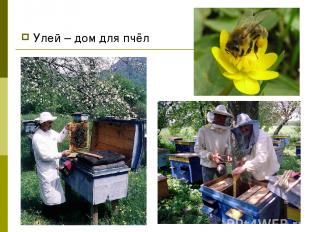 Улей – дом для пчёл