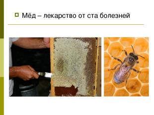 Мёд – лекарство от ста болезней