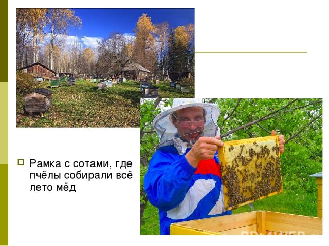 Рамка с сотами, где пчёлы собирали всё лето мёд