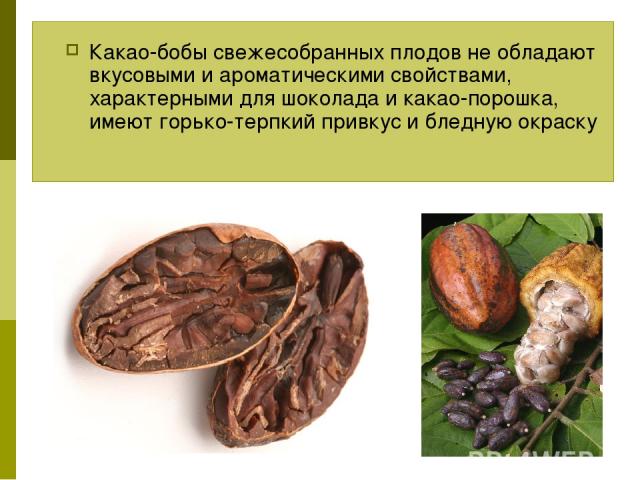 Какао-бобы свежесобранных плодов не обладают вкусовыми и ароматическими свойствами, характерными для шоколада и какао-порошка, имеют горько-терпкий привкус и бледную окраску
