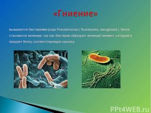 вызывается бактериями рода Pseudomonas ( fluorescens, aeruginosd ), белок станов
