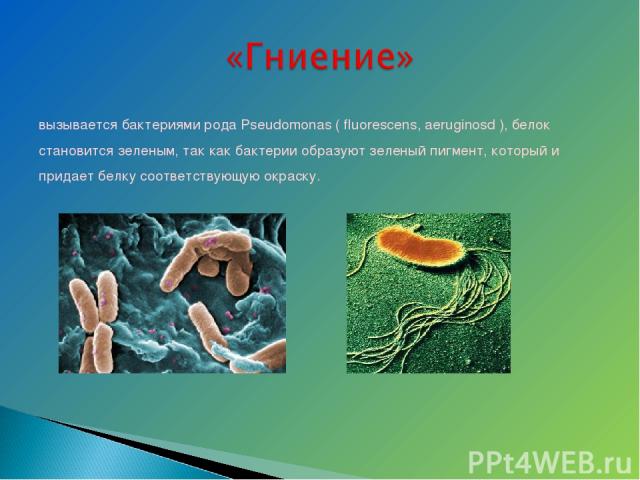 вызывается бактериями рода Pseudomonas ( fluorescens, aeruginosd ), белок становится зеленым, так как бактерии образуют зеленый пигмент, который и придает белку соответствующую окраску.