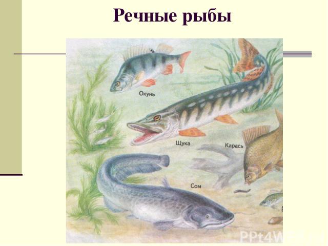 Речные рыбы