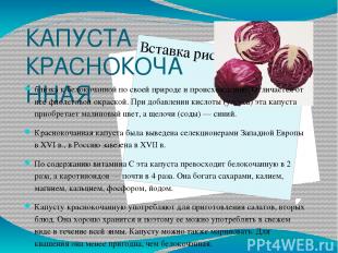 КАПУСТА КРАСНОКОЧАННАЯ близка к белокочанной по своей природе и происхождению. О