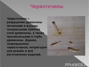 Косослой Косослой – ярко выраженное косое расположение волокон в древесине относ