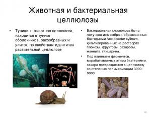 Животная и бактериальная целлюлозы Туницин –животная целлюлоза, находится в туни