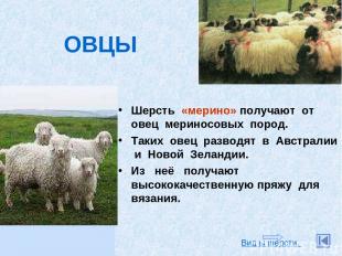 Шерсть «мерино» получают от овец мериносовых пород. Таких овец разводят в Австра