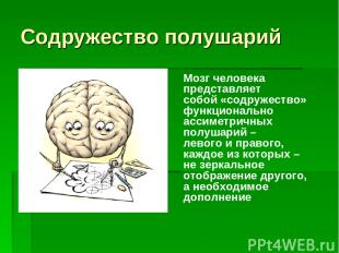 Содружество полушарий Мозг человека представляет собой «содружество» функциональ