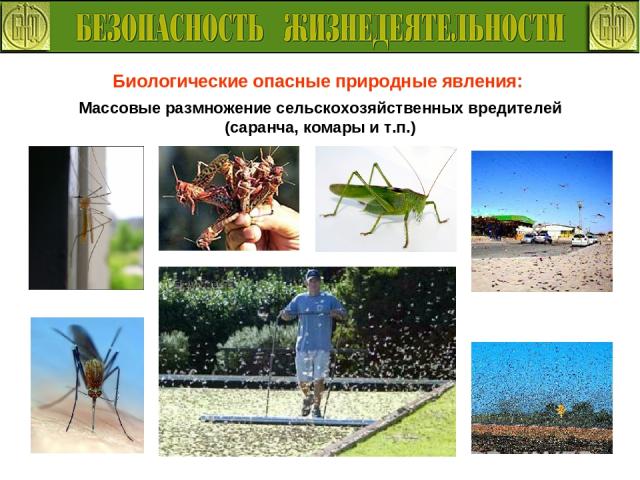 Биологические опасные природные явления: Массовые размножение сельскохозяйственных вредителей (саранча, комары и т.п.)