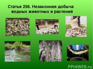 Статья 256. Незаконная добыча водных животных и растений