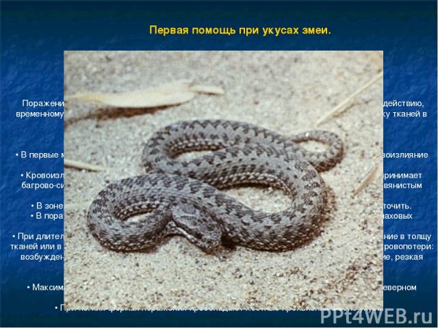            Первая помощь при укусах змеи.            В средней полосе России могут встретиться змеи типа гадюки обыкновенной, гадюки степной и щитомордника.            Поражения, развивающиеся в результате укусов этими змеями, сводятся к болевому во…