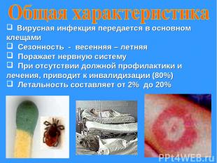Вирусная инфекция передается в основном клещами Сезонность - весенняя – летняя П