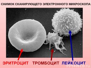 Снимок сканирующего электронного микроскопа Слева направо: эритроцит, тромбоцит
