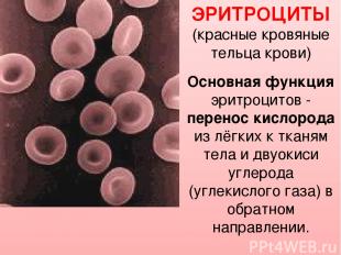 ЭРИТРОЦИТЫ (красные кровяные тельца крови) Основная функция эритроцитов - перено