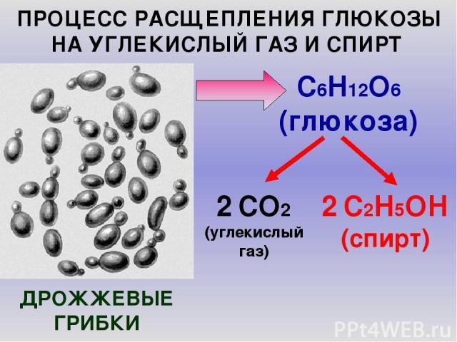 ПРОЦЕСС РАСЩЕПЛЕНИЯ ГЛЮКОЗЫ НА УГЛЕКИСЛЫЙ ГАЗ И СПИРТ ДРОЖЖЕВЫЕ ГРИБКИ C6H12O6 (глюкоза) 2 CО2 (углекислый газ) 2 C2H5OН (спирт)