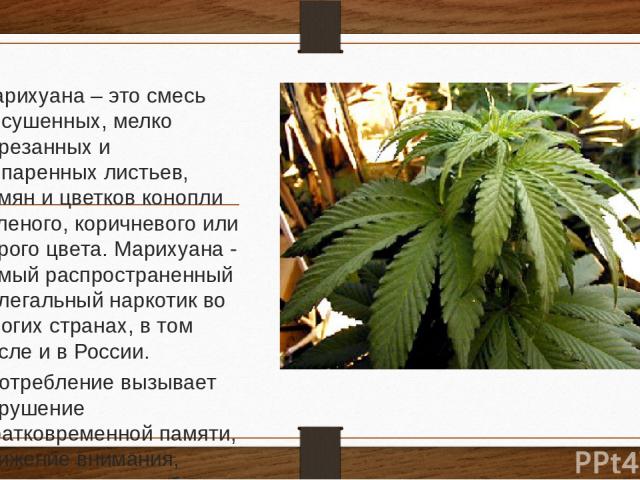 Марихуана – это смесь высушенных, мелко нарезанных и выпаренных листьев, семян и цветков конопли зеленого, коричневого или серого цвета. Марихуана - самый распространенный нелегальный наркотик во многих странах, в том числе и в России. Употребление …