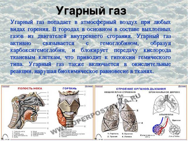 Угарный газ Угарный газ попадает в атмосферный воздух при любых видах горения. В городах в основном в составе выхлопных газов из двигателей внутреннего сгорания. Угарный газ активно связывается с гемоглобином, образуя карбоксигемоглобин, и блокирует…